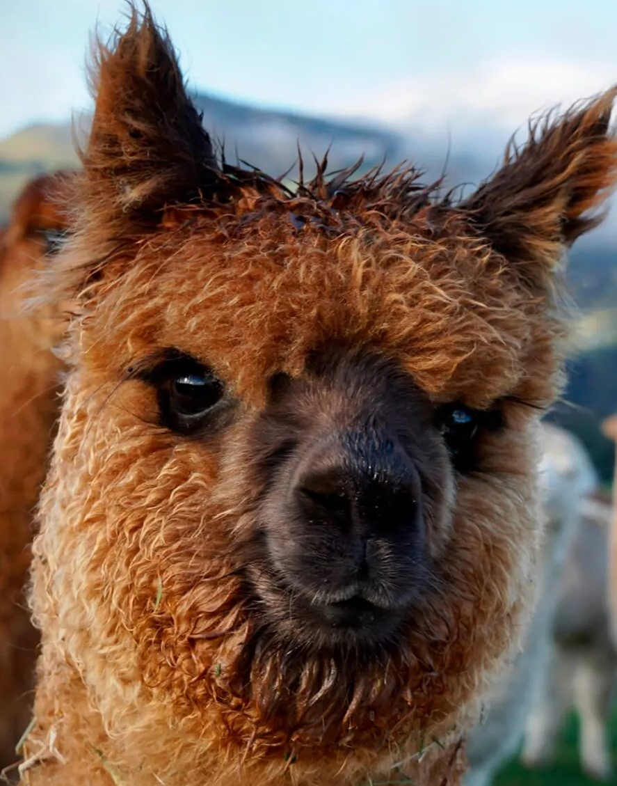 Akaroa Alpaca Farm - Small Group Tour - Photo 1 of 19